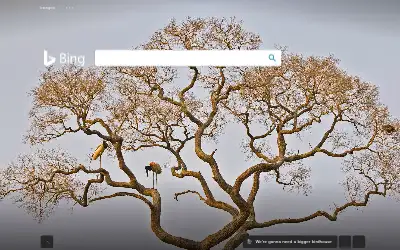 bing.com in 2020